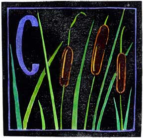 O Is For Oystercatcher