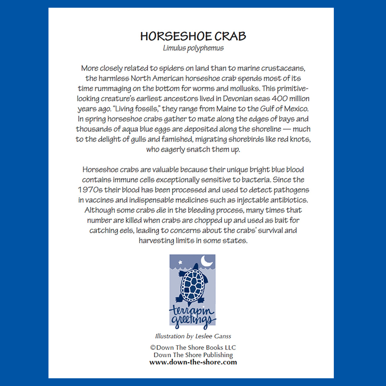 SeaNotes notecards — Bay set of 4