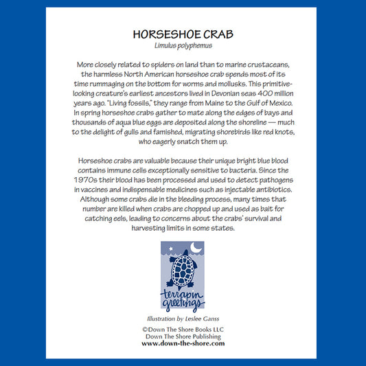 SeaNotes notecards — Bay set of 4