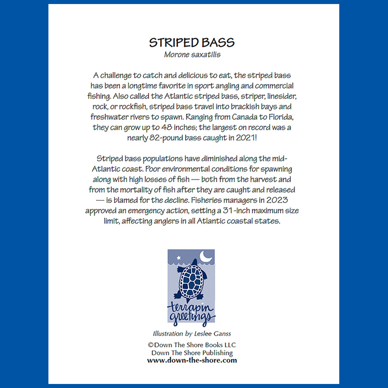 SeaNotes notecards — Ocean set of 4