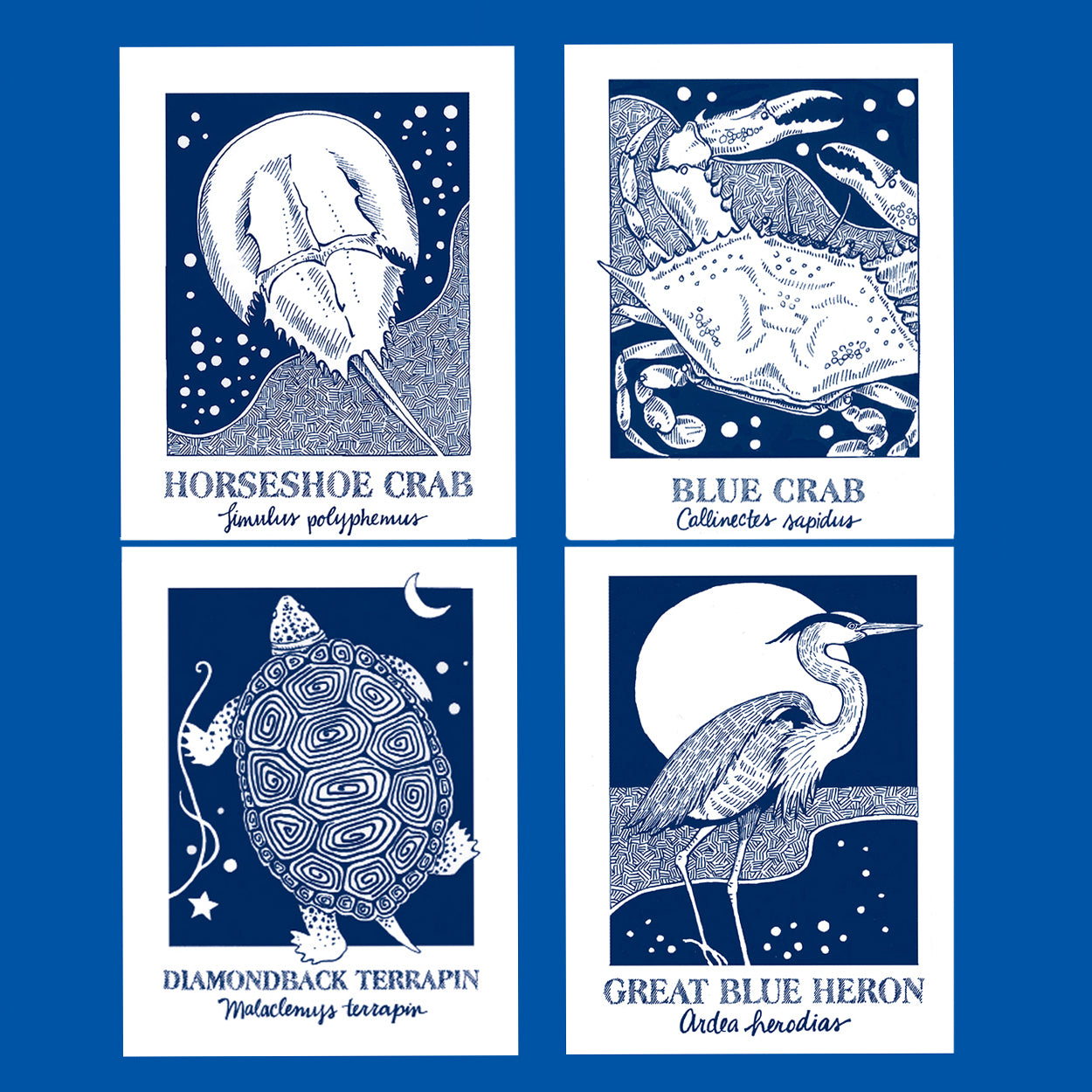 terrapin, horseshoe crab, blue crab heron