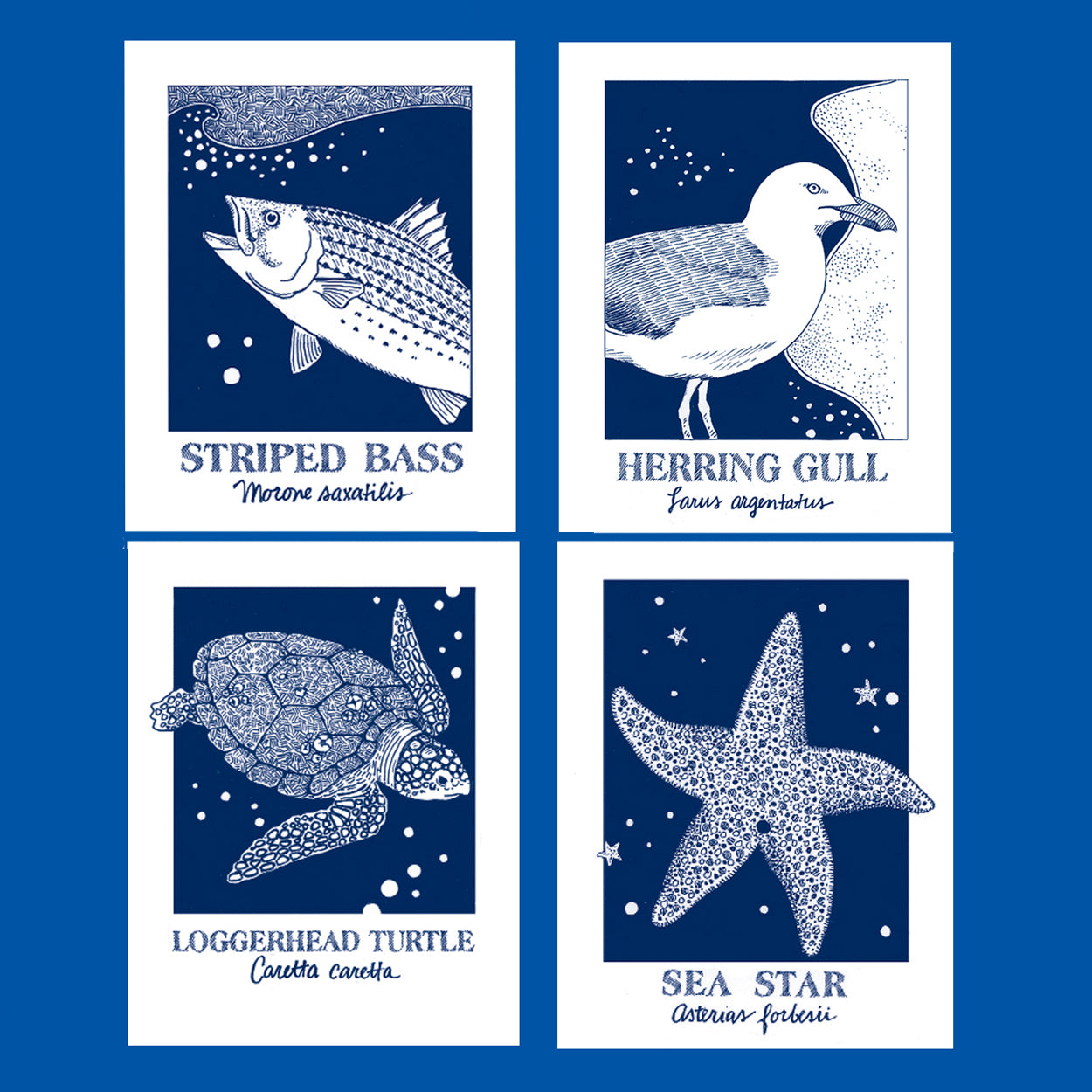 Gull, starfish, bass, turtle
