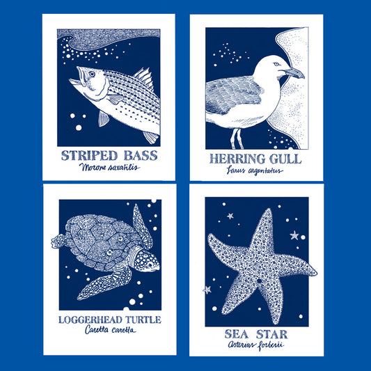 Gull, starfish, bass, turtle