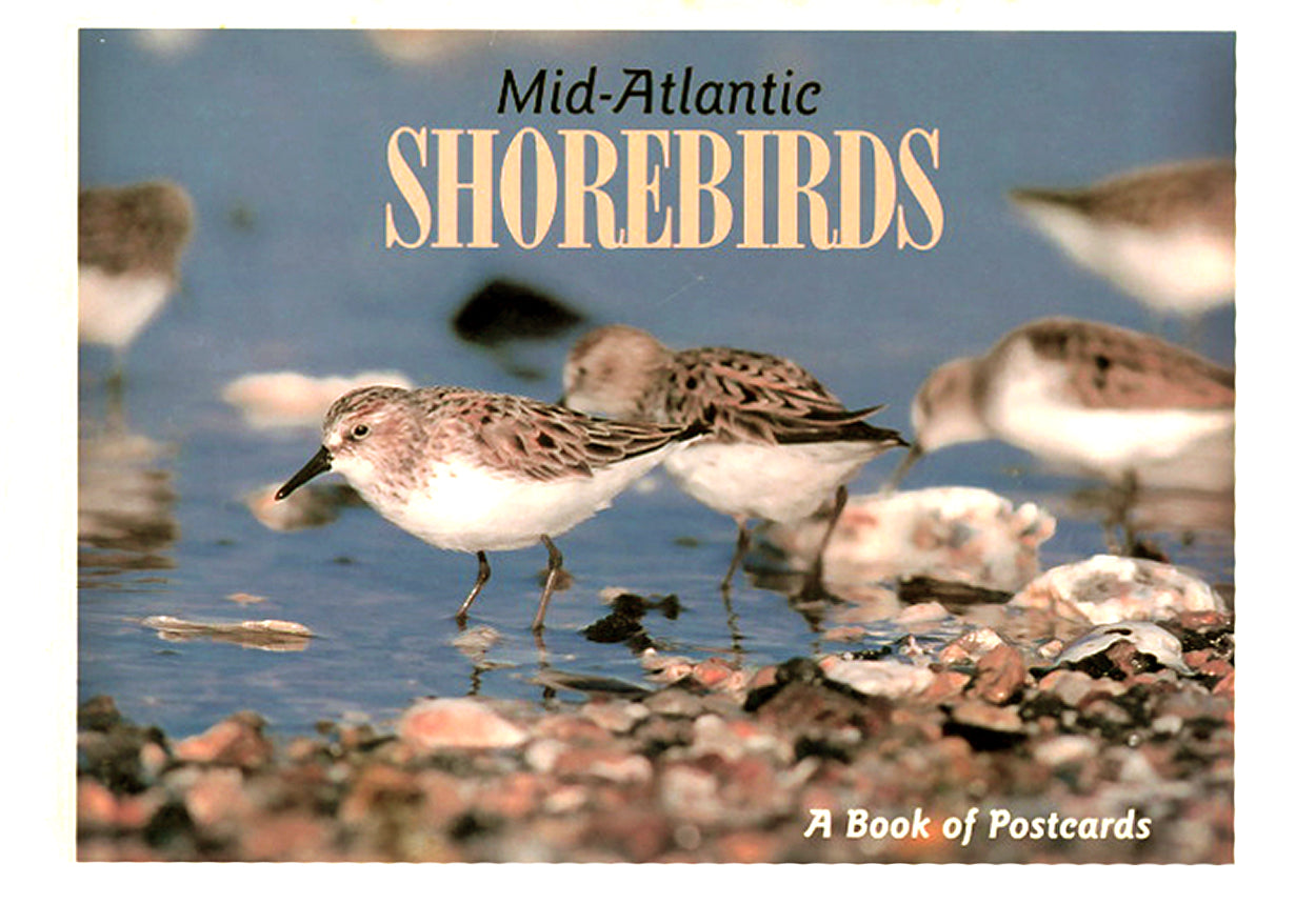 Mid-Atlantic Shorebirds